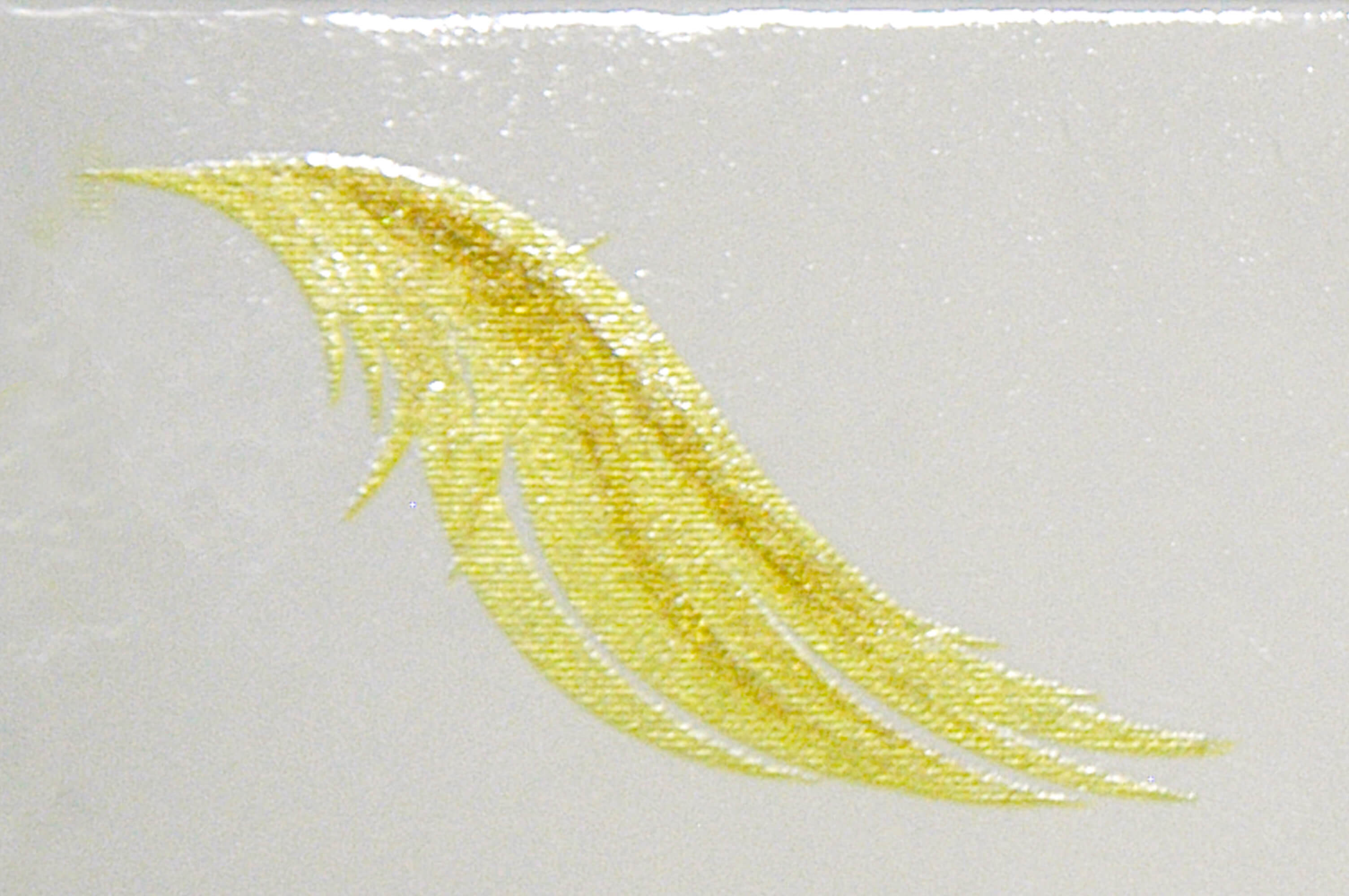 Cold Foil